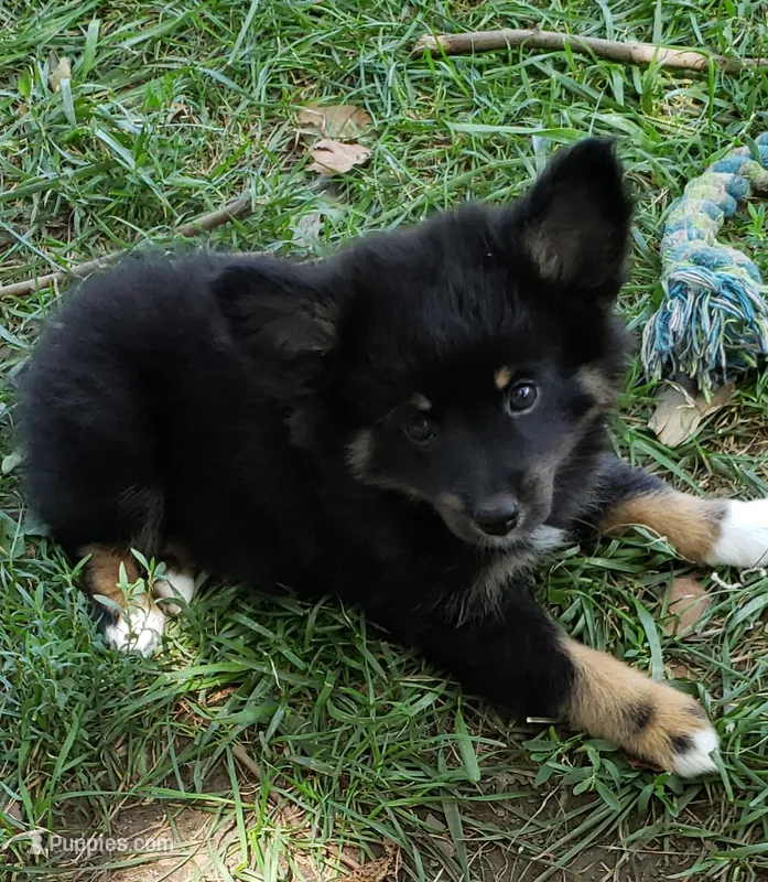 Raven – Pomeranian, Miniature Australian Shepherd puppy for sale in Kansas City, MO