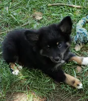 Raven, a female Pomeranian and Miniature Australian Shepherd for sale in Kansas City, MO – 2 of 9