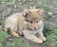 Puma, a male Pomeranian and Miniature Australian Shepherd for sale in Kansas City, MO – 3 of 10