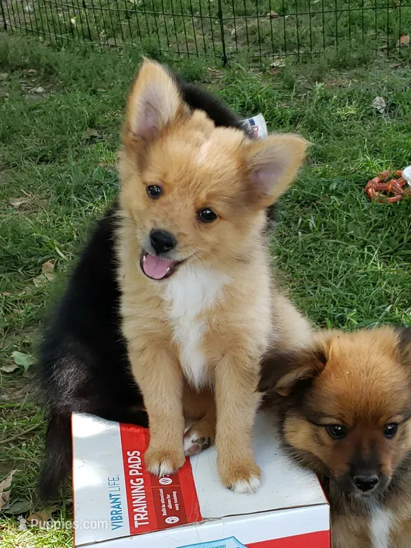 Tiger – Pomeranian, Miniature Australian Shepherd puppy for sale in Kansas City, MO