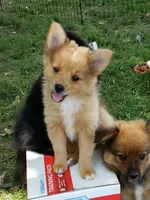 Tiger, a female Pomeranian and Miniature Australian Shepherd for sale in Kansas City, MO – 1 of 10