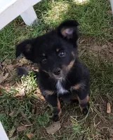Panther, a female Pomeranian and Miniature Australian Shepherd for sale in Kansas City, MO – 1 of 9