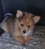Tiger, a female Pomeranian and Miniature Australian Shepherd for sale in Kansas City, MO – 5 of 10