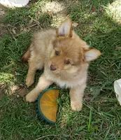 Puma, a male Pomeranian and Miniature Australian Shepherd for sale in Kansas City, MO – 5 of 10