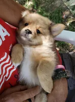 Jaguar, a male Pomeranian and Miniature Australian Shepherd for sale in Kansas City, MO – 2 of 10