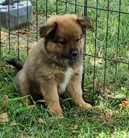Bear, a male Pomeranian and Miniature Australian Shepherd for sale in Kansas City, MO – 5 of 9