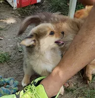 Jaguar, a male Pomeranian and Miniature Australian Shepherd for sale in Kansas City, MO – 5 of 10