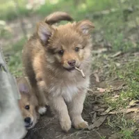 Puma, a male Pomeranian and Miniature Australian Shepherd for sale in Kansas City, MO – 2 of 10