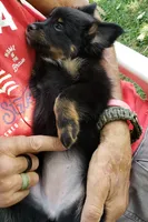 Panther, a female Pomeranian and Miniature Australian Shepherd for sale in Kansas City, MO – 6 of 9