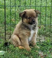 Bear, a male Pomeranian and Miniature Australian Shepherd for sale in Kansas City, MO – 7 of 9