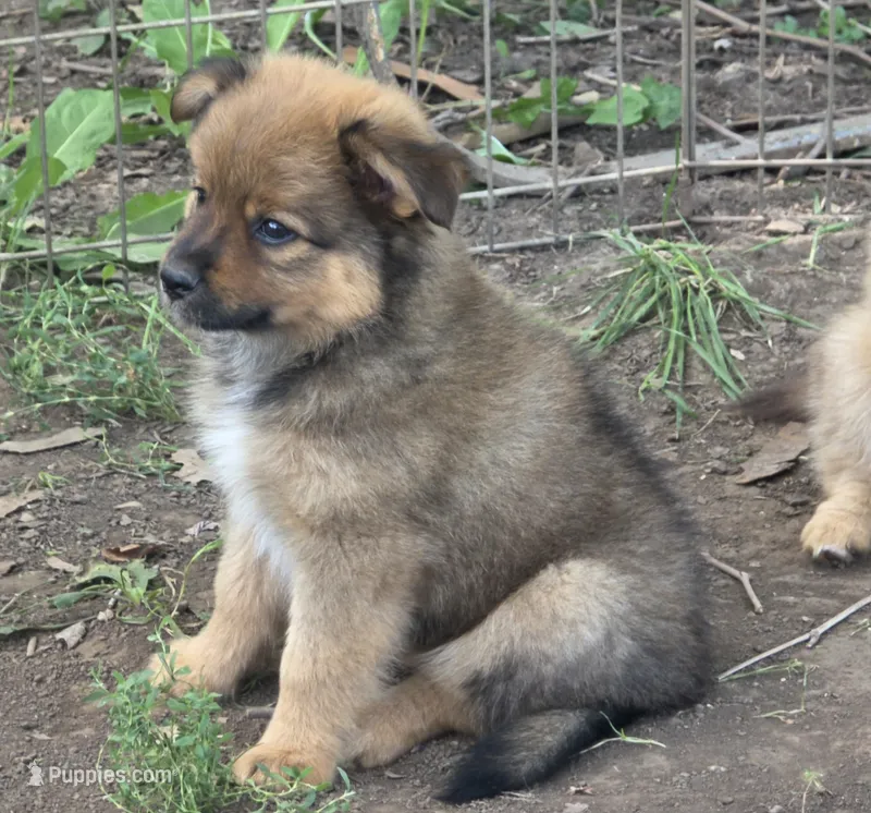 Bear – Pomeranian, Miniature Australian Shepherd puppy for sale in Kansas City, MO