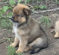 Bear, a male Pomeranian and Miniature Australian Shepherd for sale in Kansas City, MO – 1 of 9