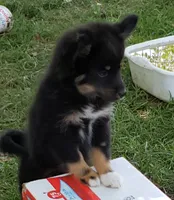Raven, a female Pomeranian and Miniature Australian Shepherd for sale in Kansas City, MO – 7 of 9