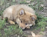 Puma, a male Pomeranian and Miniature Australian Shepherd for sale in Kansas City, MO – 4 of 10