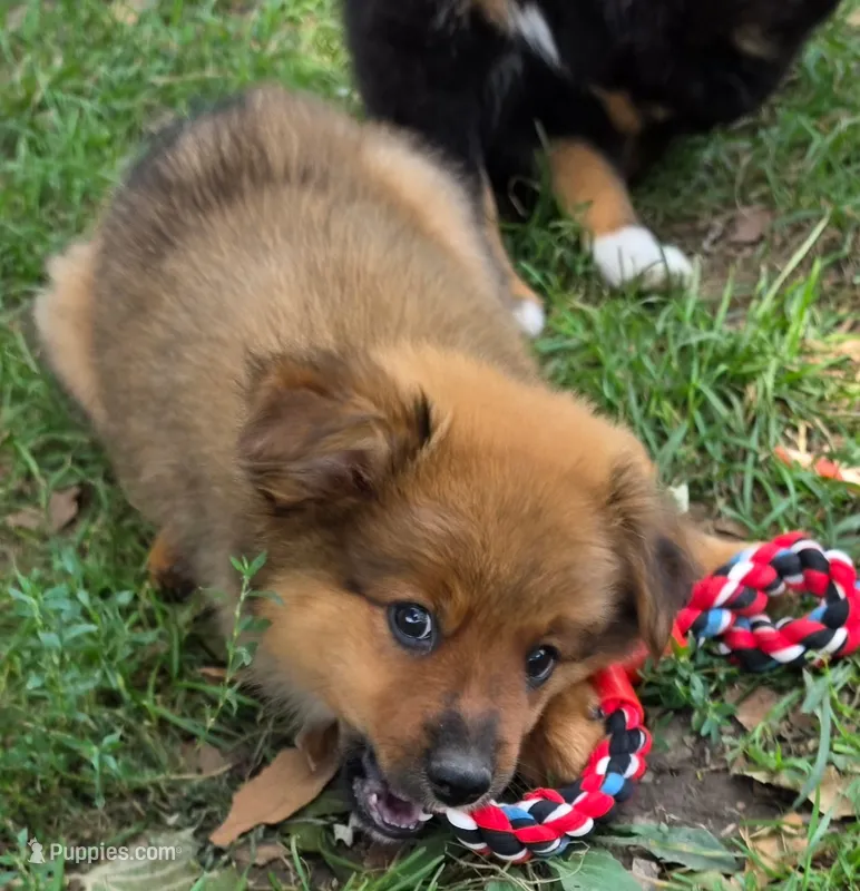 Bear – Pomeranian, Miniature Australian Shepherd puppy for sale in Kansas City, MO