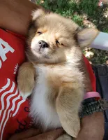 Jaguar, a male Pomeranian and Miniature Australian Shepherd for sale in Kansas City, MO – 7 of 10