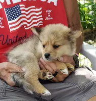 Jaguar, a male Pomeranian and Miniature Australian Shepherd for sale in Kansas City, MO – 4 of 10