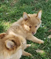 Puma, a male Pomeranian and Miniature Australian Shepherd for sale in Kansas City, MO – 7 of 10