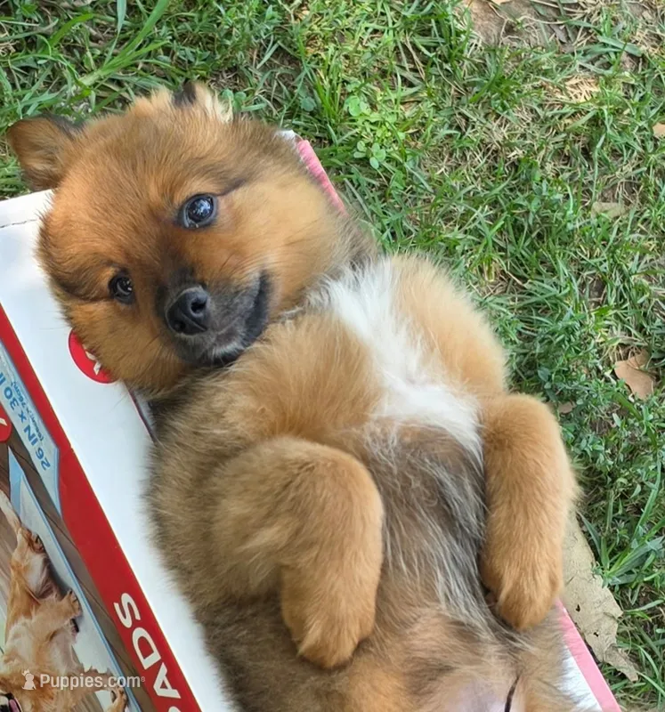 Bear – Pomeranian, Miniature Australian Shepherd puppy for sale in Kansas City, MO