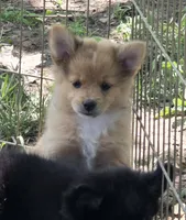 Tiger, a female Pomeranian and Miniature Australian Shepherd for sale in Kansas City, MO – 7 of 10