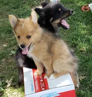 Tiger, a female Pomeranian and Miniature Australian Shepherd for sale in Kansas City, MO – 3 of 10