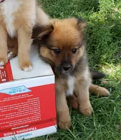 Bear, a male Pomeranian and Miniature Australian Shepherd for sale in Kansas City, MO – 2 of 9