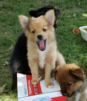 Tiger, a female Pomeranian and Miniature Australian Shepherd for sale in Kansas City, MO – 4 of 10