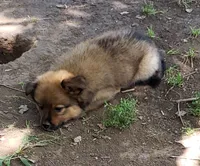 Bear, a male Pomeranian and Miniature Australian Shepherd for sale in Kansas City, MO – 6 of 9
