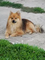 Raven, a female Pomeranian and Miniature Australian Shepherd for sale in Kansas City, MO – 9 of 9