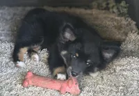 Raven, a female Pomeranian and Miniature Australian Shepherd for sale in Kansas City, MO – 1 of 9