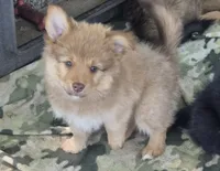 Puma, a male Pomeranian and Miniature Australian Shepherd for sale in Kansas City, MO – 8 of 10