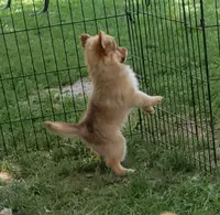 Puma, a male Pomeranian and Miniature Australian Shepherd for sale in Kansas City, MO – 6 of 10