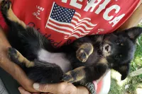 Panther, a female Pomeranian and Miniature Australian Shepherd for sale in Kansas City, MO – 7 of 9