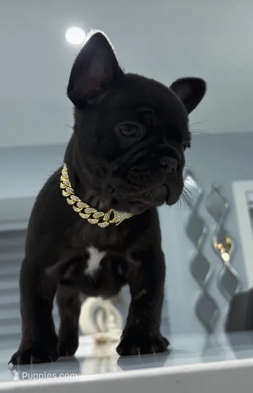 Mickey  – French Bulldog puppy for sale in Miami, FL