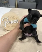 Mickey , a male French Bulldog for sale in Miami, FL – Photo 5 of 6