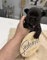 Mickey , a male French Bulldog for sale in Miami, FL – Photo 6 of 6