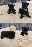Mickey , a male French Bulldog for sale in Miami, FL – Photo 2 of 6
