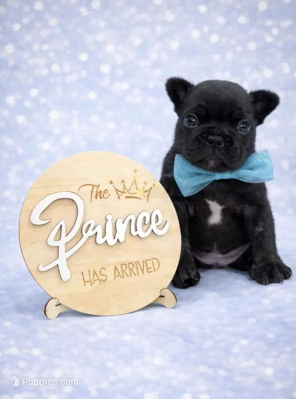 Mickey , a male French Bulldog for sale in Miami, FL – Photo 1 of 6