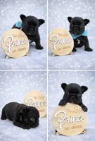 Mickey , a male French Bulldog for sale in Miami, FL – Photo 3 of 6