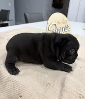 Mickey , a male French Bulldog for sale in Miami, FL – Photo 4 of 6