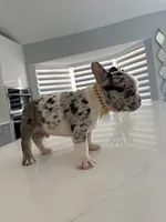 Goofy, a male French Bulldog for sale in Miami, FL – Photo 5 of 10