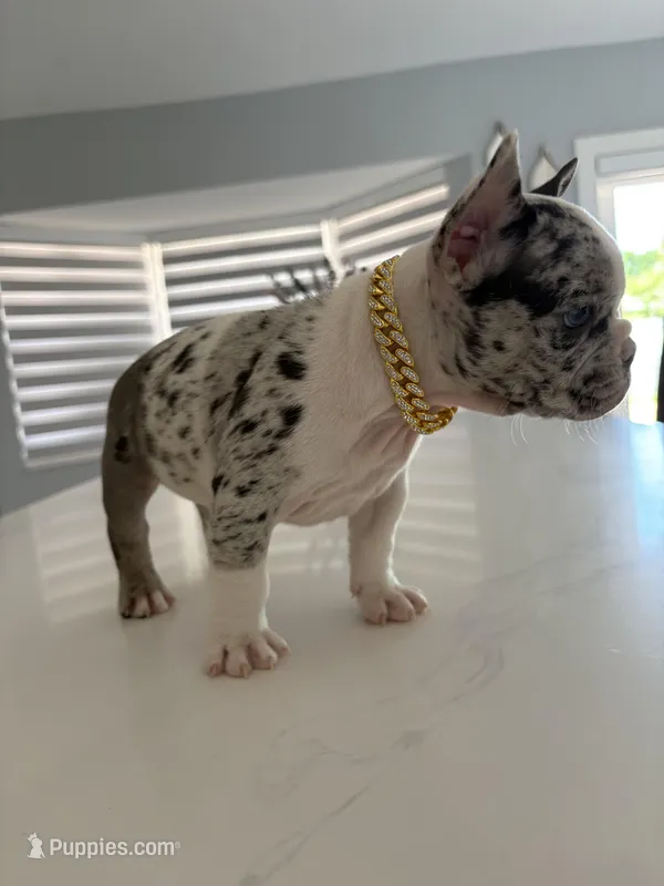 Goofy – French Bulldog puppy for sale in Miami, FL