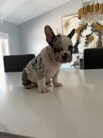 Goofy, a male French Bulldog for sale in Miami, FL – Photo 2 of 10