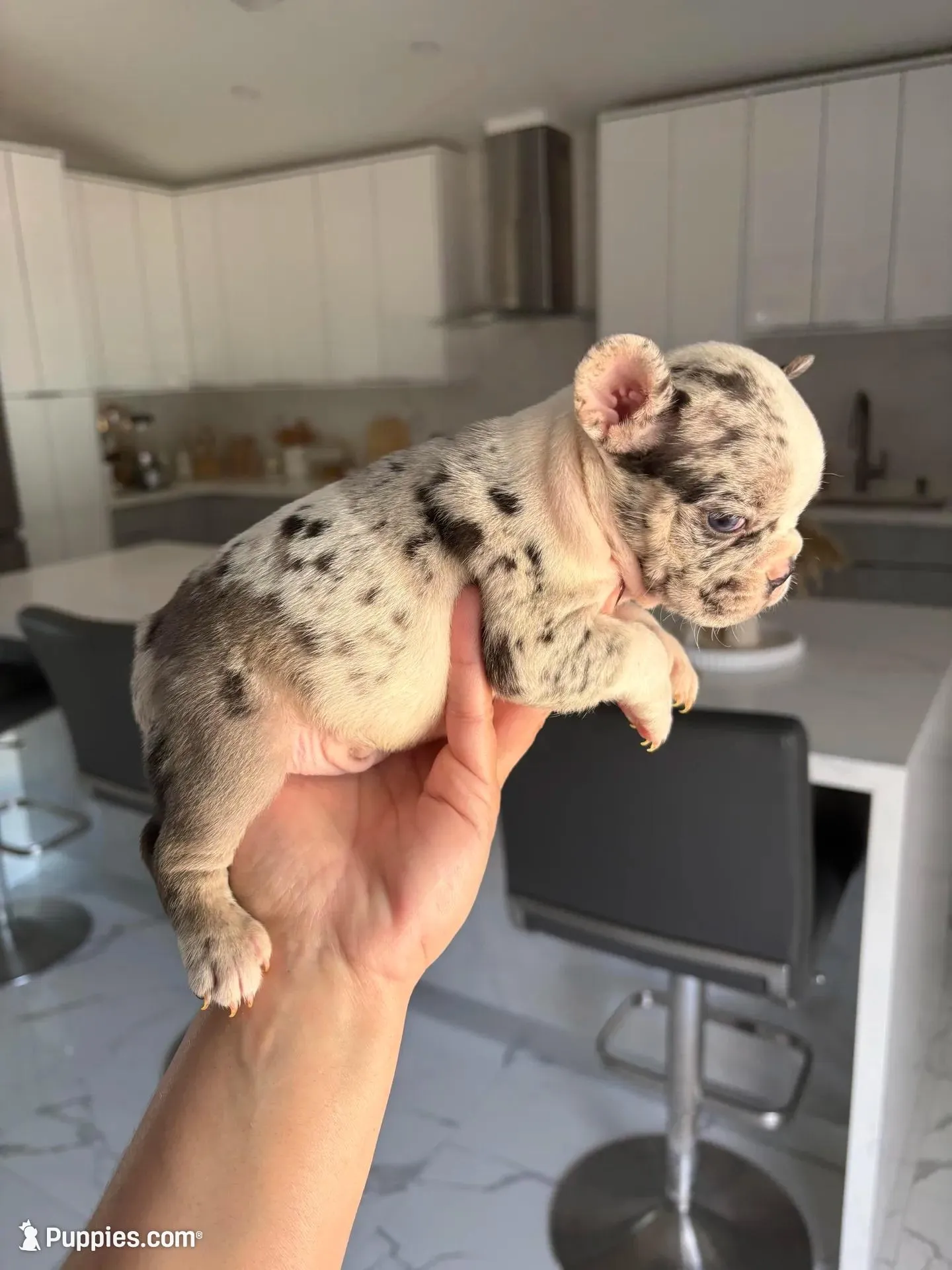 Goofy – French Bulldog puppy for sale in Miami, FL