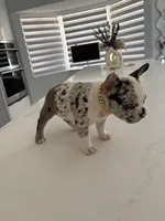 Goofy, a male French Bulldog for sale in Miami, FL – Photo 4 of 10