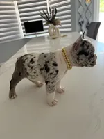 Goofy, a male French Bulldog for sale in Miami, FL – Photo 3 of 10