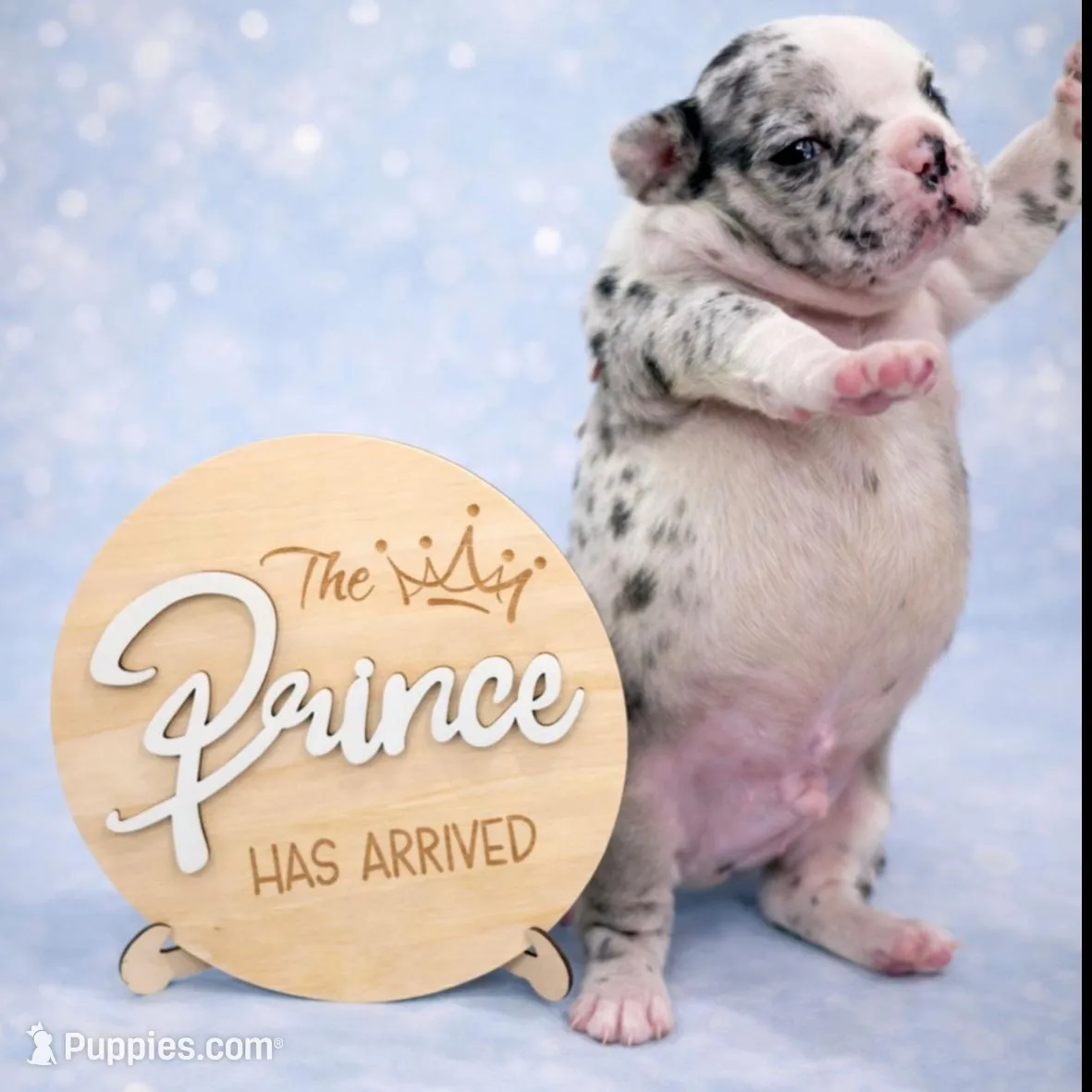 Goofy – French Bulldog puppy for sale in Miami, FL