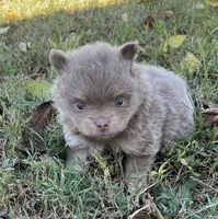 Rose, a female Pomeranian for sale in Seligman, MO – 4 of 5