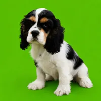 Chandler, a male Cocker Spaniel for sale in Seligman, MO – 4 of 4