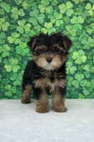 Quincy, a male Yorkshire Terrier for sale in Seligman, MO – Photo 2 of 4